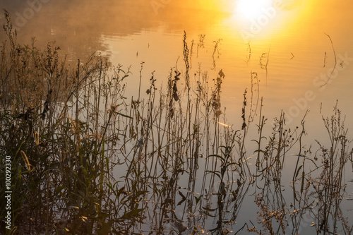 Plants in the lake water in the fog at sunrise