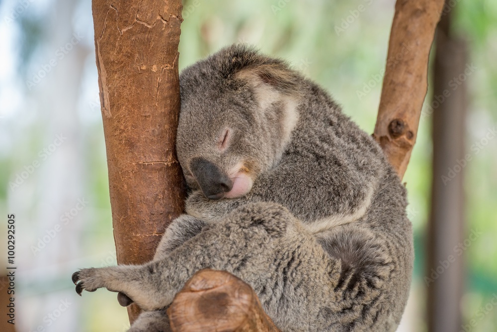 Fototapeta premium Sleeping Koala Bear in Tree