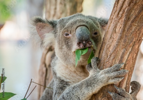 Fototapeta Naklejka Na Ścianę i Meble -  Eating Koala Bear in Tree