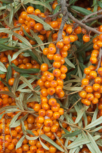sea-buckthorn