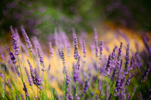 Lavender Flowers in Provence  France. Summer season