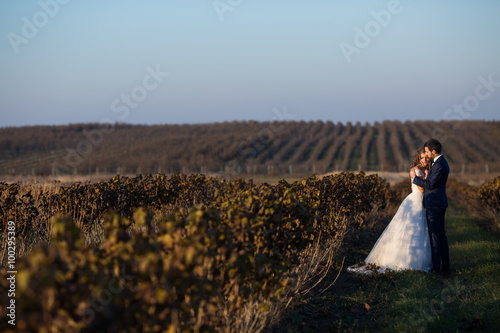 Wallpaper Mural Fairytale romantic couple of newlyweds hugging at sunset in vineyard field wth bushes surrounding them Torontodigital.ca