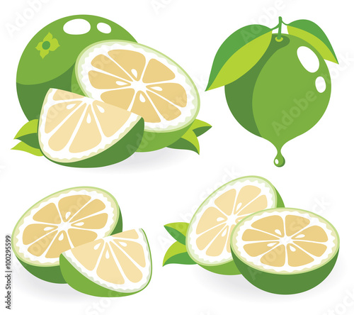 White grapefruits vector illustrations