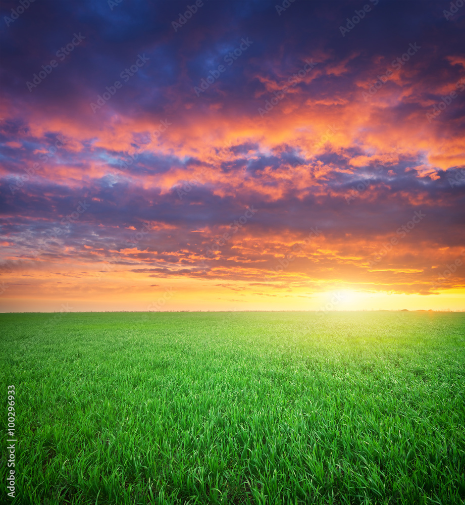 Green meadow of grass