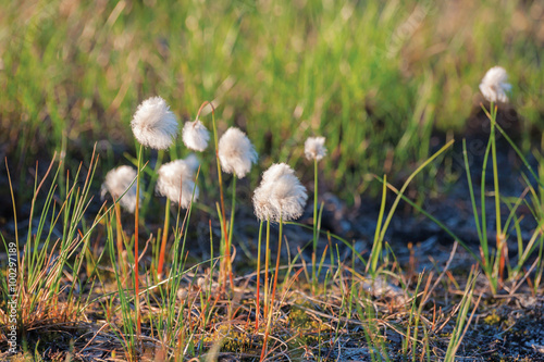 cotton grass, arctic plants