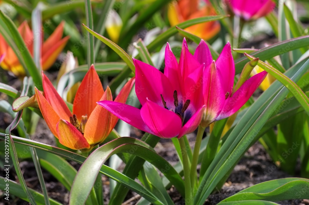 Wildtulpe little beauty und hageri splendens - wild tulip little beauty and hageri splendens Wildtulpe little beauty und hageri splendens - wild tulip little beauty and hageri splendens