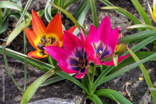 Fototapeta Naklejka Na Ścianę i Meble -  Wildtulpe little beauty und hageri splendens   - wild tulip little beauty and hageri splendens