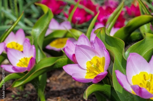 Fototapeta Naklejka Na Ścianę i Meble -  Wildtulpe Bakeri Lilac Wonder  - wild tulip Bakeri Lilac Wonder