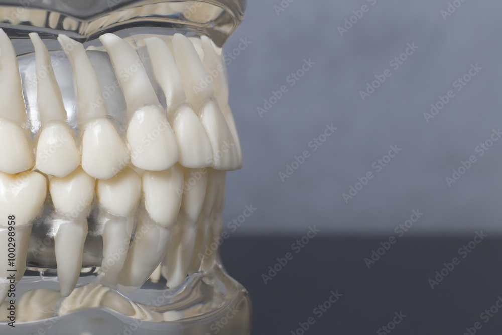 Side close up view of teeth model Side close up view of teeth model
