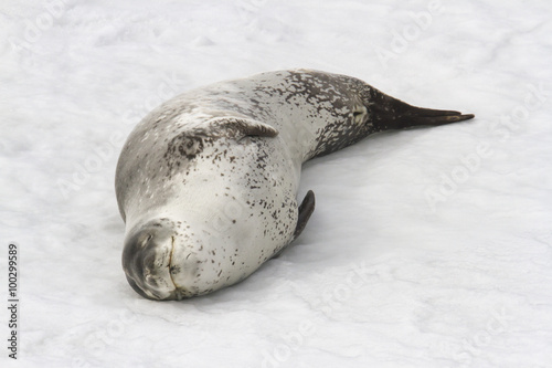 Adult leopard seal