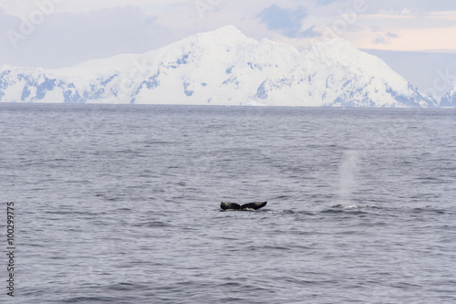 Humpbacks in Antarctica