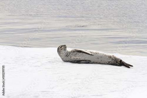Leopard seal on iceberg