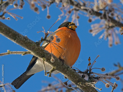 Eurasian Bullfinch (Pyrrhula pyrrhula, male) - one of the favorite birds of the Russian people © avs_lt