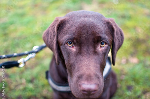 Portrait Labrador, Hund, Hundeplatz