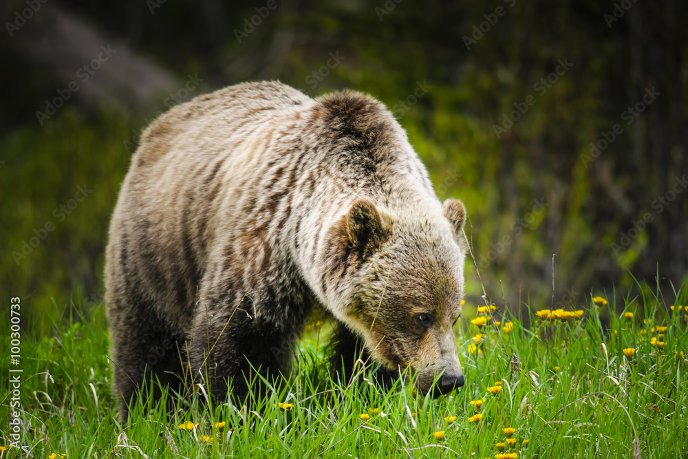 Fototapeta premium Grizzly Bear (Ursus arctos horribilis)