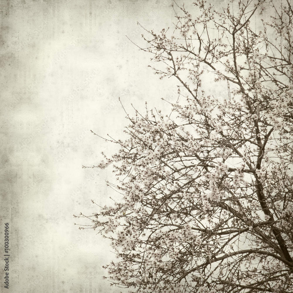 Obraz premium textured old paper background