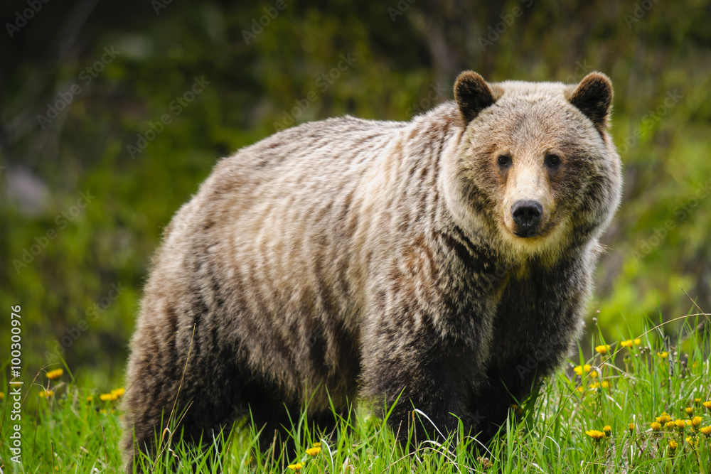 Fototapeta premium Grizzly Bear (Ursus arctos horribilis)
