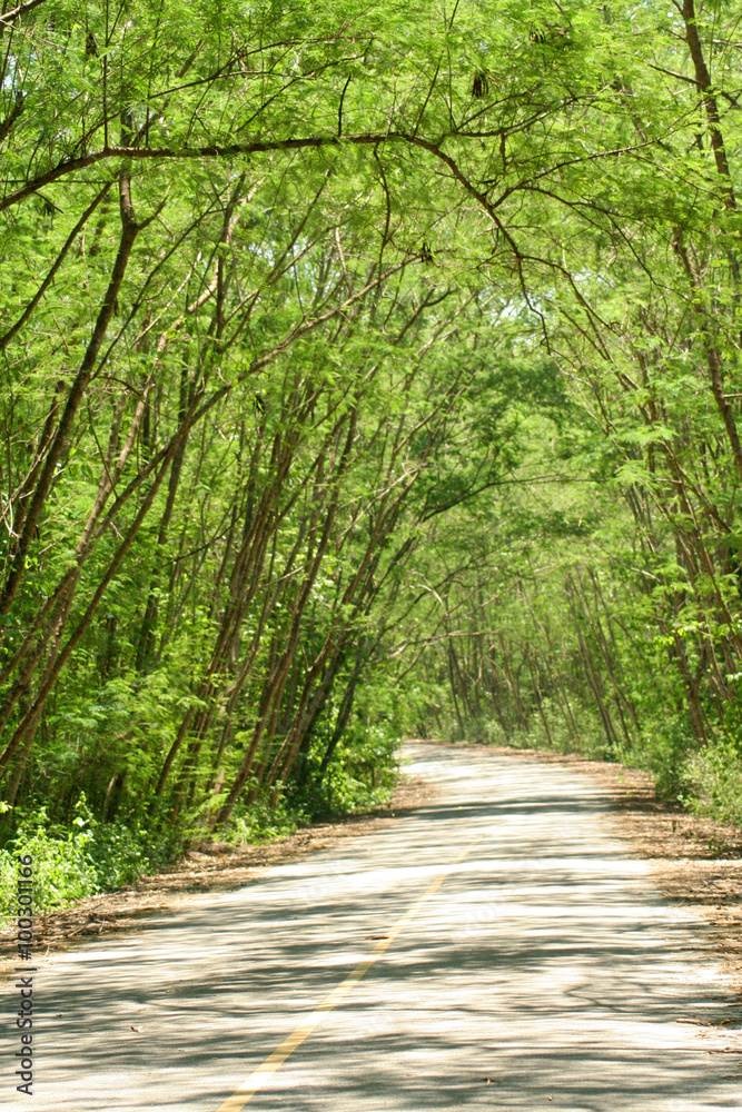 Obraz premium Trees of Tunnel
