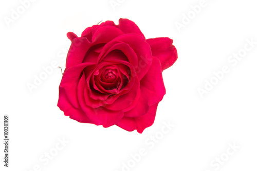 Isolated pink rose on a white background