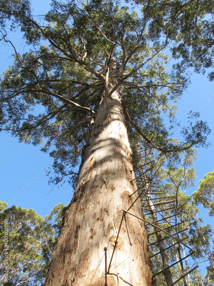 Fototapeta premium Dave Evans Bicentennial Tree, in Warren National Park, Western Australia 