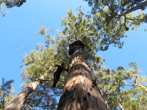 Fotografija Dave Evans Bicentennial Tree, in Warren National Park, Western  Australia
