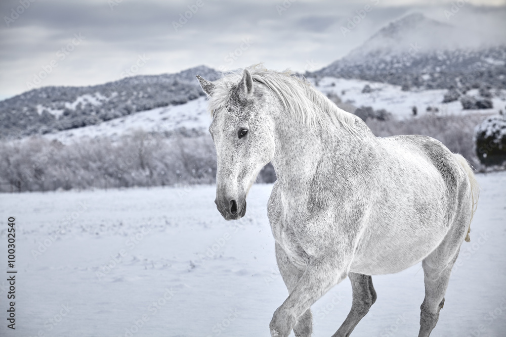 White Horse in snow with mountain in background White Horse in snow with mountain in background