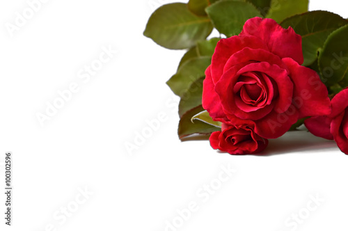 Red roses isolated on white background with copy space