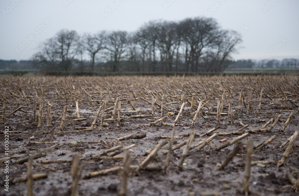 Dead rotting corn plants on and icy cold field. Harsh winter kills crops