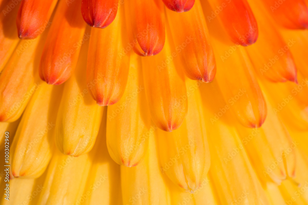 Background of orange petals of Kniphofia flower Background of orange petals of Kniphofia flower