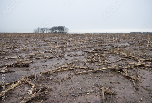 Dead rotting corn plants on and icy cold field. Harsh winter kills crops
