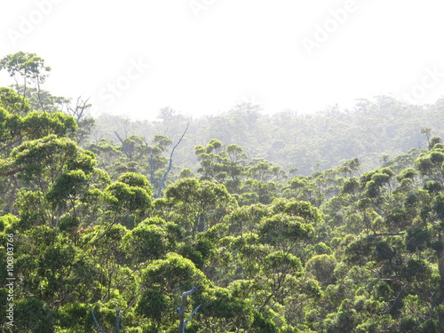 Karri Trees, West Australia
 photo