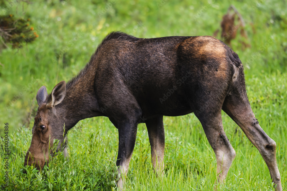 Moose (Alces alces) Moose (Alces alces)