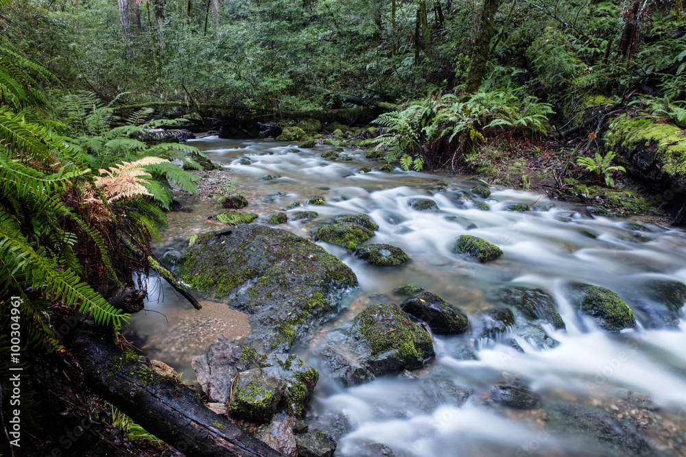 Stream Flowing Through Green Forest