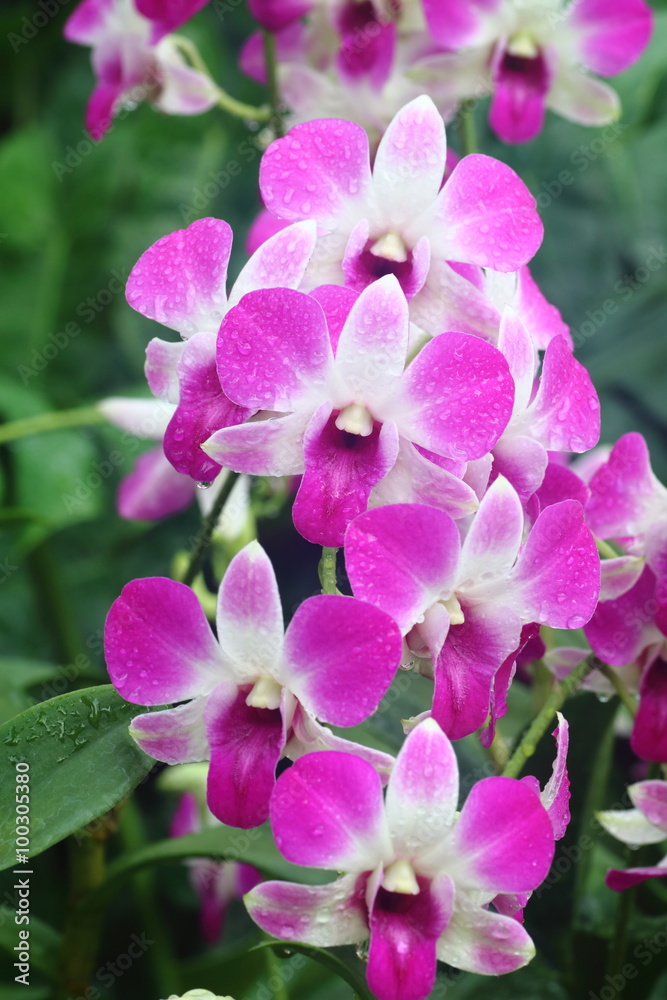 Dendrobium Eastern Vigor 3 Dendrobium Eastern Vigor 3
