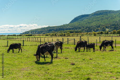 Cows on green grass © mbruxelle
