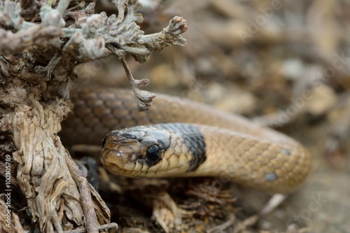 Collared dwarf snake (Eirenis collaris) looking round shrub. Close-up of this small snake appearing around undergrowth, around 15km from Baku, capital of Azerbaijan
 photo