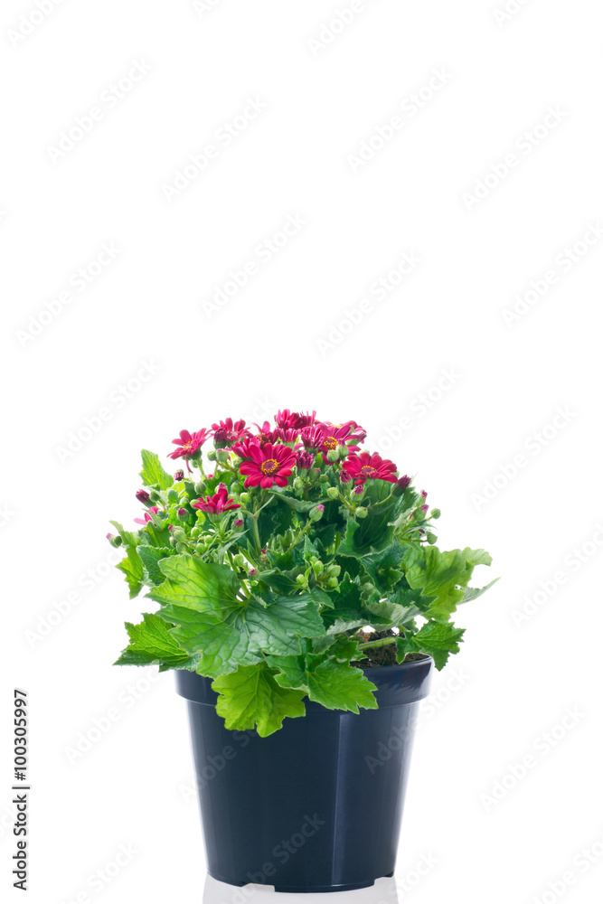 cineraria in vaso