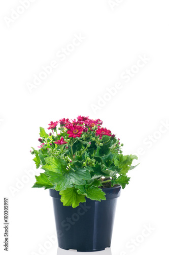 cineraria in vaso
