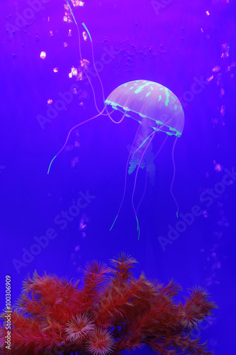 Jellyfish © zhengzaishanchu