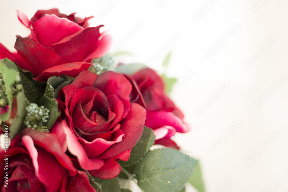 Roses in a pot on a white background