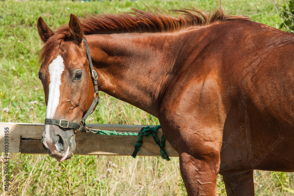 Fototapeta premium Beautiful brown hourse.