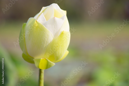 white lotus is blooming in lake photo