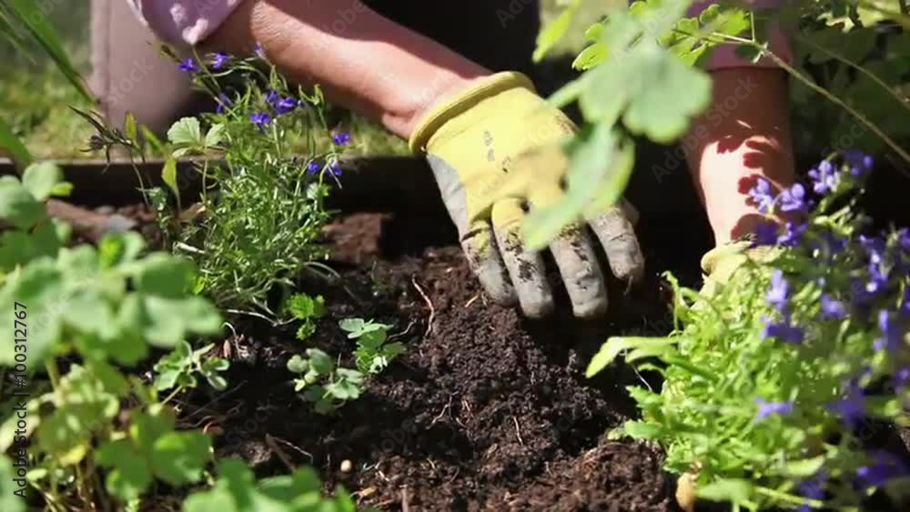 Up close dolly shot of woman digging and placing plant in dirt.