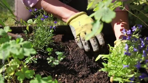 Up close dolly shot of woman digging and placing plant in dirt.