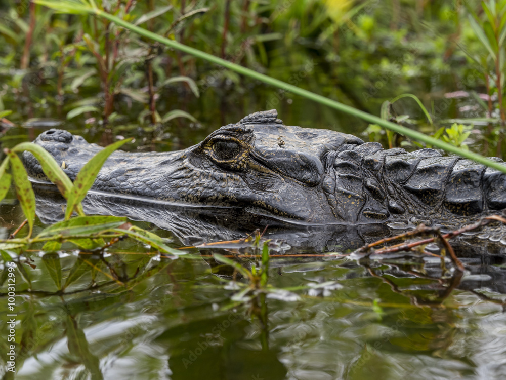 Fototapeta premium Yacare Caiman in water surrounded by plants in the Ibera Wetlands in Lago Esters del Ibera, Corrientes Province, Argentina, South America