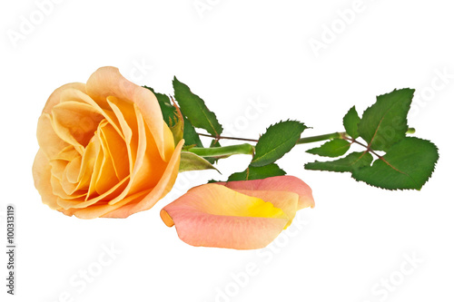 Orange rose and petals isolated on a white background