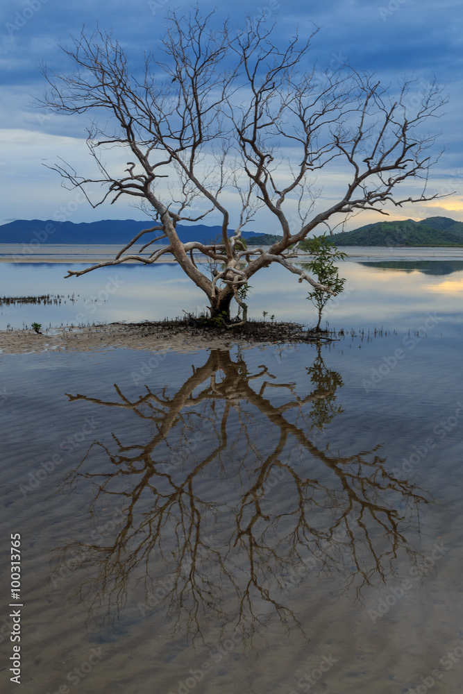 Tree Reflection in water at low tide.