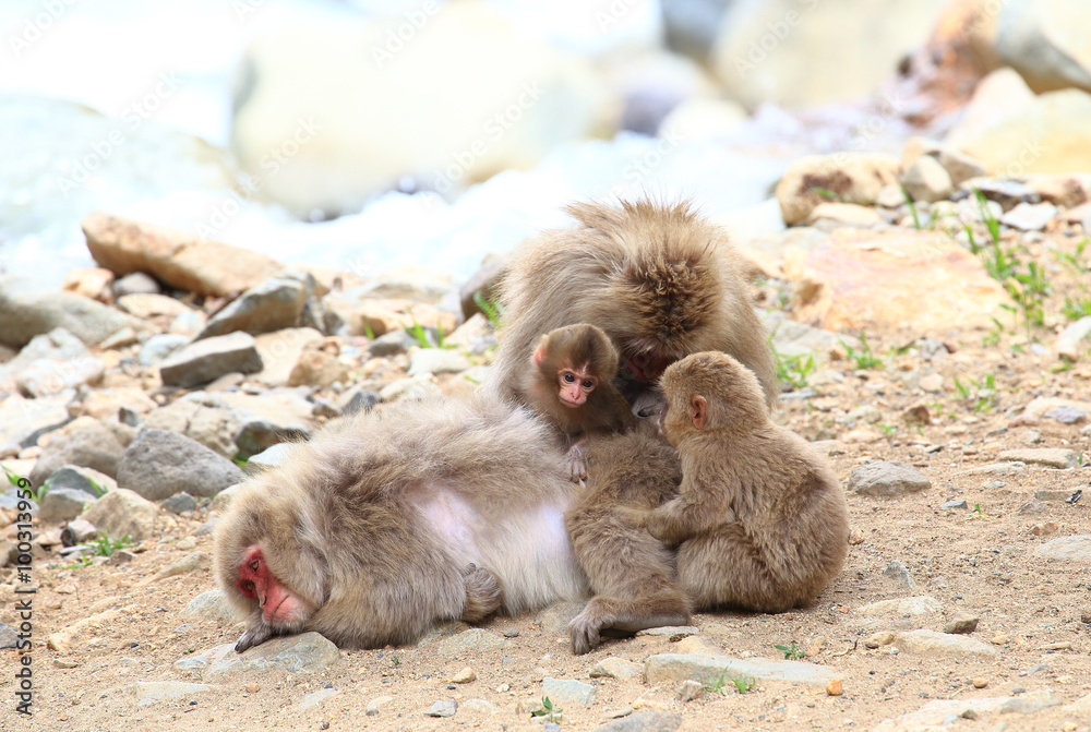 Naklejka premium Monkey family in Jigokudani Monkey Park