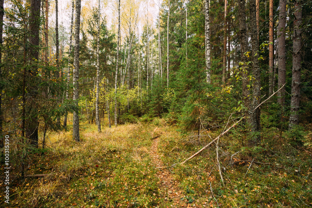 Path lane walkway through autumn forest