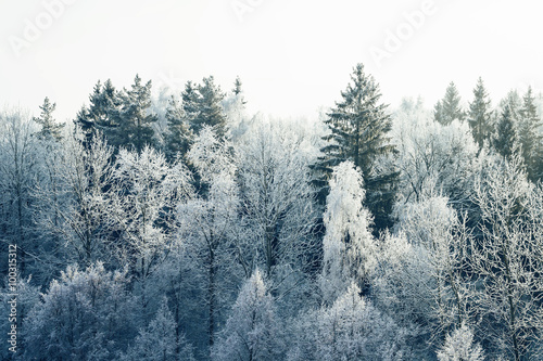 Зимний смешанный лес в снегу © bu_photo